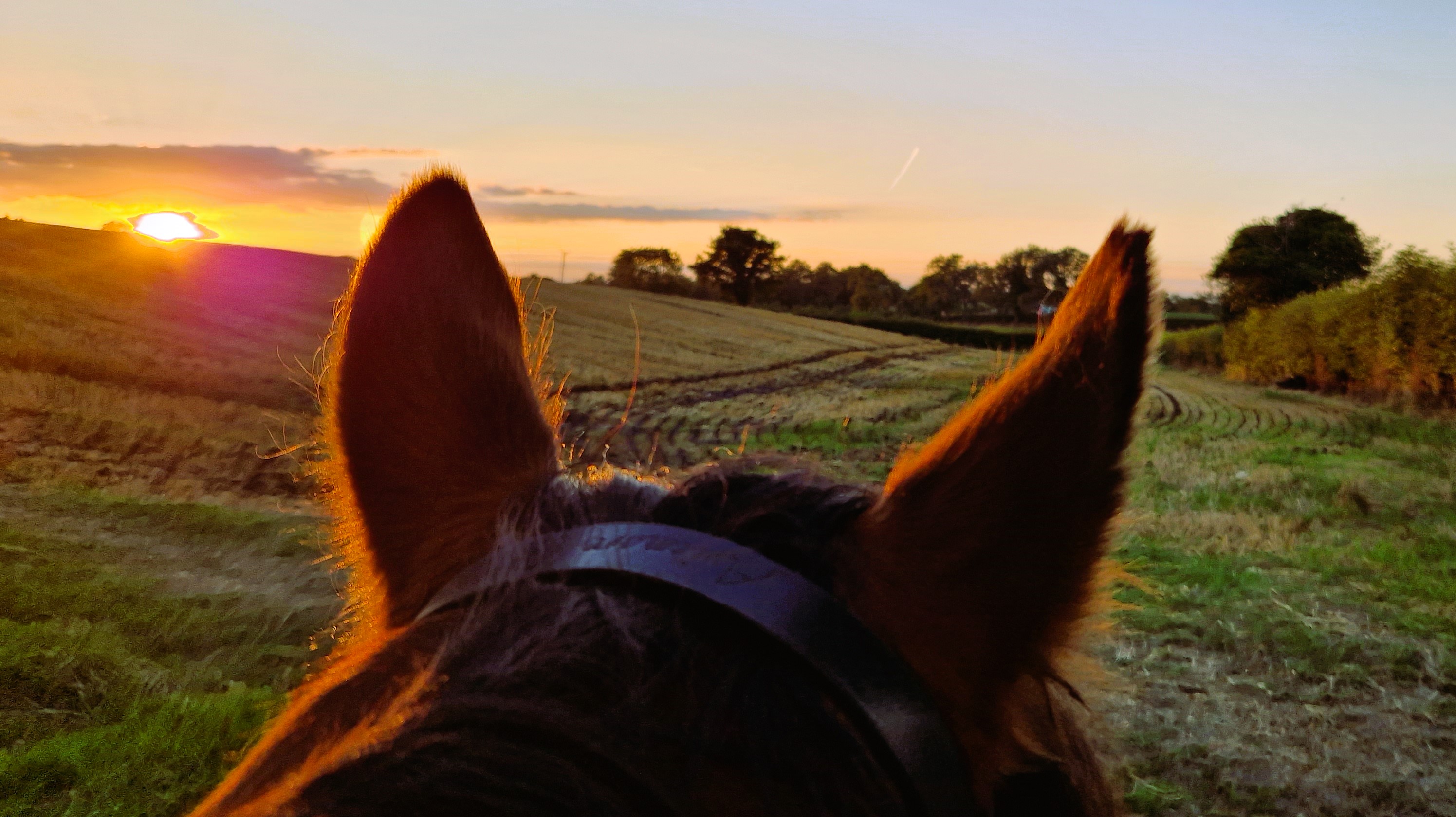 View through a horse's ears of fields and the sunset